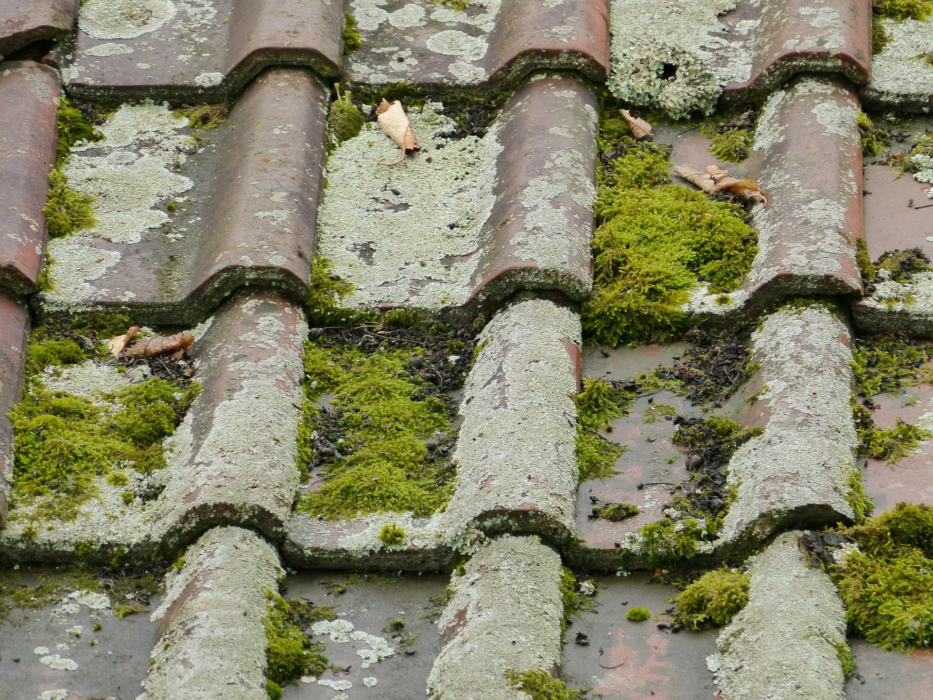 mousse et lichen