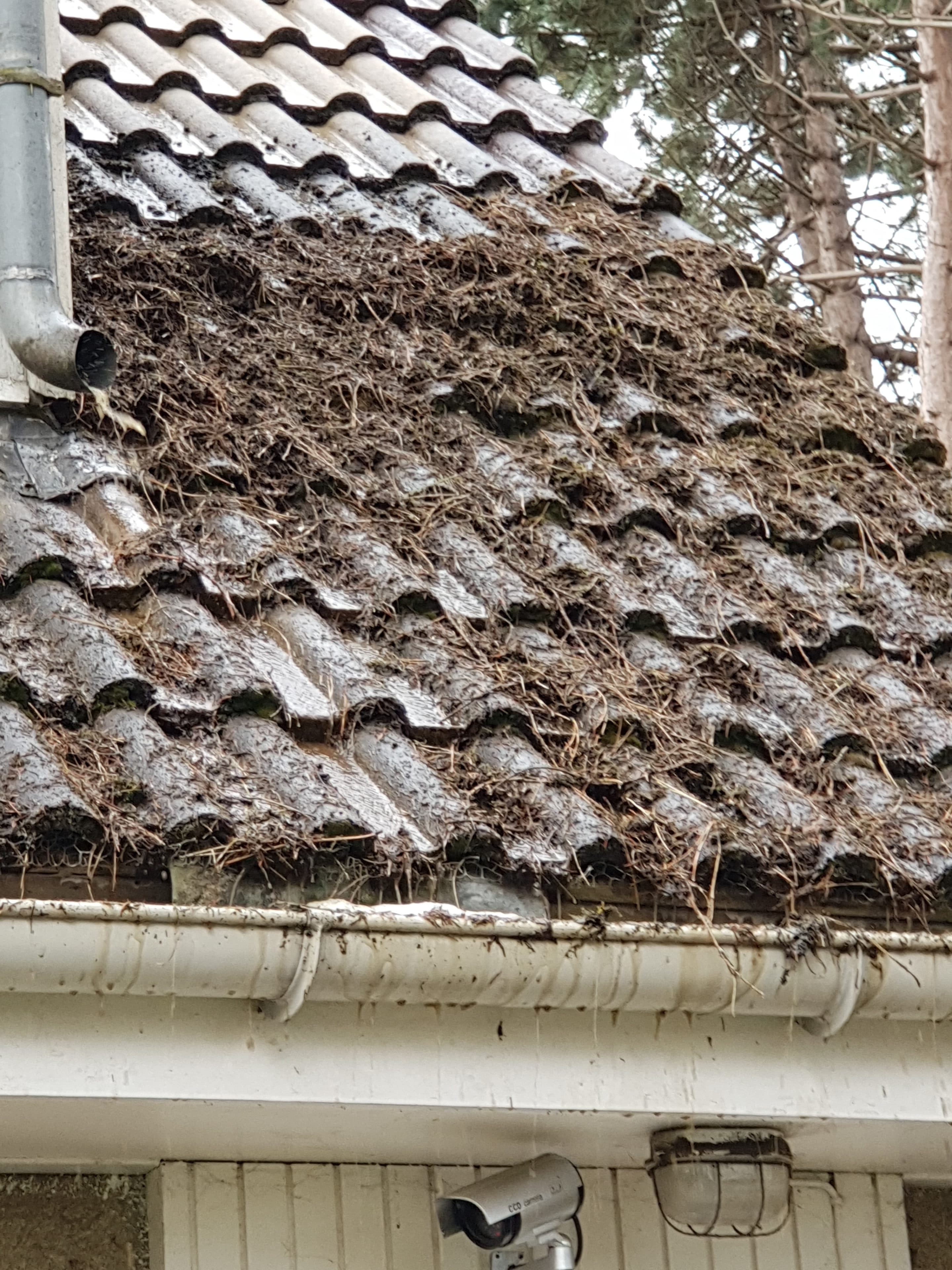 démoussage sur valenciennes